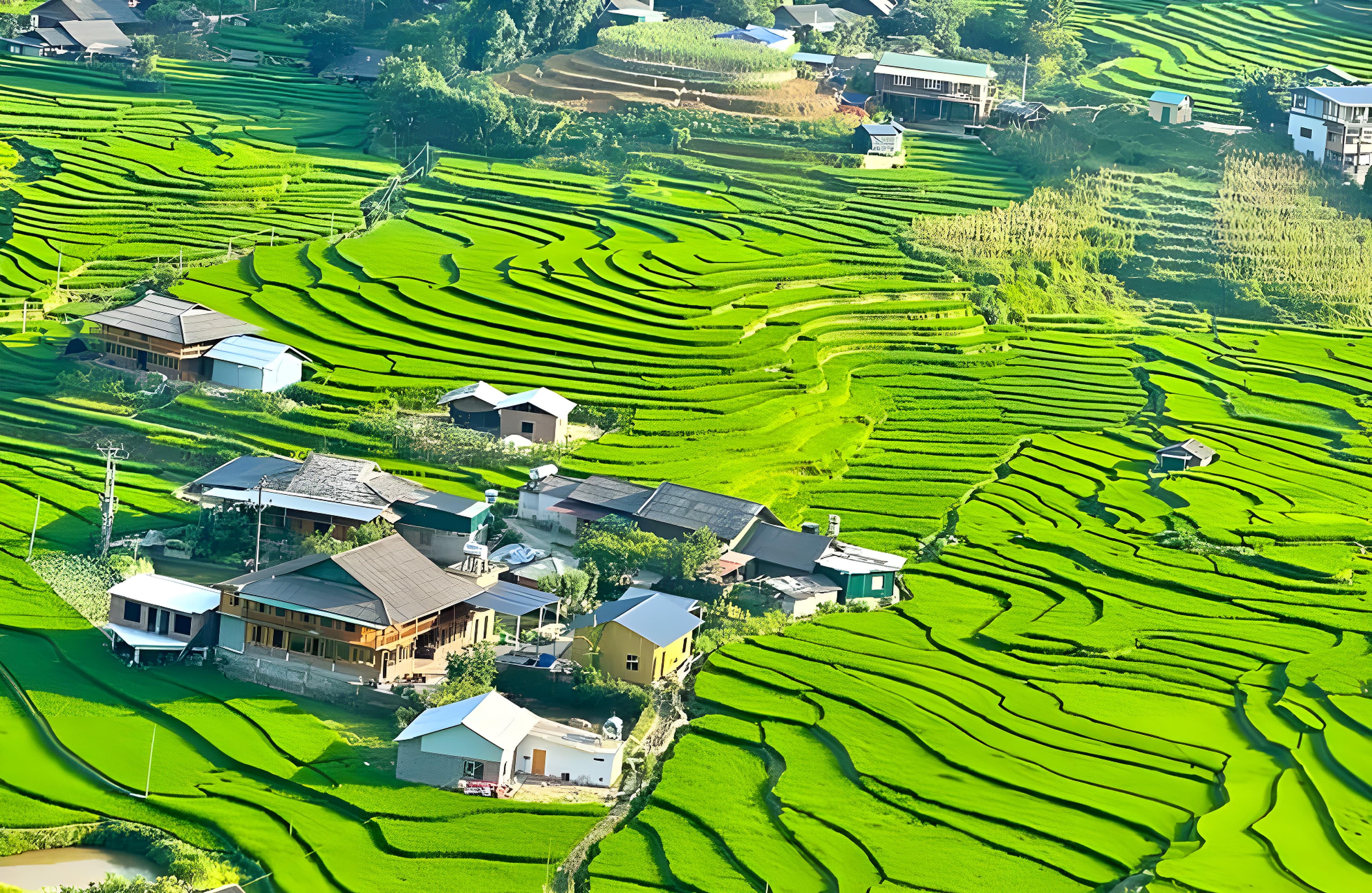 Sapa mùa lúa xanh