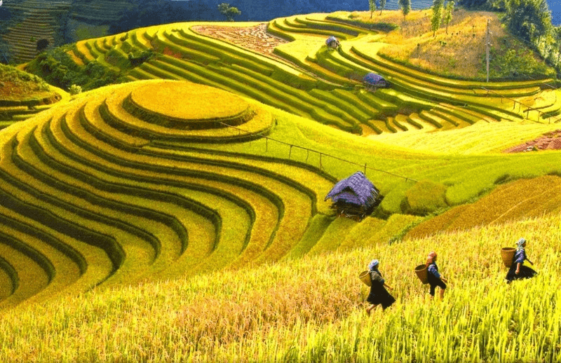  Vẻ đẹp Sa Pa mùa lúa chín 