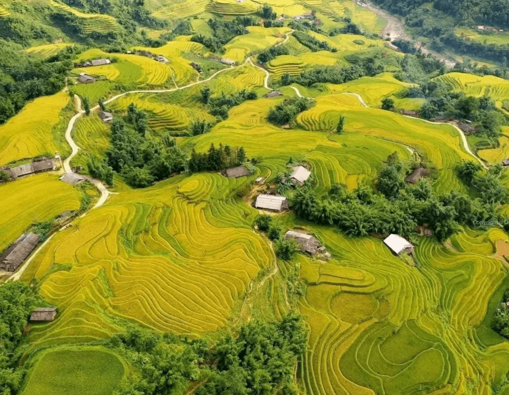 Mùa lúa chín cùng khoe ánh vàng bên ngôi làng nhỏ Lao Chải - Sa Pa
